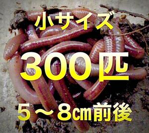 【 火水金土日のみ発送】 300匹　天然　ドバミミズ ミミズ　エサ　生き餌　釣り餌　小サイズ