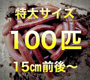 【 火木金土日のみ発送】 100匹　ドバミミズ ミミズ　天然　エサ　生き餌　釣り餌　