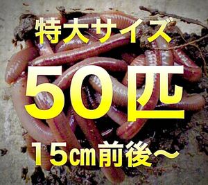 【 火木金土日のみ発送】 50匹　ドバミミズ ミミズ　天然　エサ　生き餌　釣り餌　