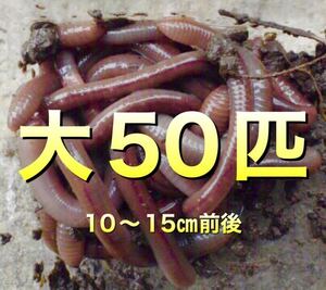 【 日火水金土のみ発送】50匹　ドバミミズ ミミズ　天然　エサ　生き餌　釣り餌　大サイズ　　