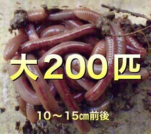 【 月火水金土日のみ発送】 200匹　ドバミミズ ミミズ　天然　エサ　生き餌　釣り餌　