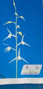  холод орхидея регистрация . товар *. снег . дерево цветок .? элемент сердцевина 1