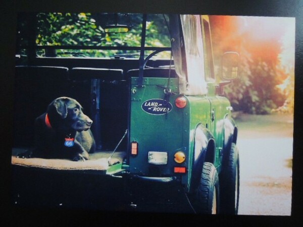 A4 額付き ポスター LAND ROVER 四駆 キャンプ 車 4WD ラブラドールレトリバー Labrador Retriever ワンちゃん 犬 アート 写真