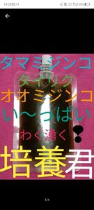 ミジンコ培養液の培養君！１００ｍｌ！！