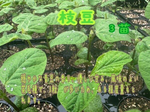 枝豆　3苗　農薬不使用　［送料無料］