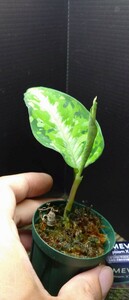 アグラオネマ　aglaonema pictum キャッスル from padan AZ 1012-10b AZ便