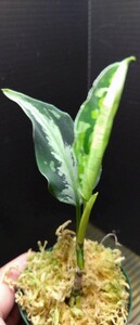 アグラオネマ　ピクタム　ラプラス　箱　Aglaonema pictum”Laplace”UC from sibolga timur　AZ0213-5c　箱　増殖株 №２