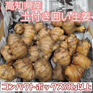 高知県産 土付き囲い生姜900g