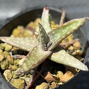 アロエ フラギリス Aloe flagilis 国内繁殖苗 多肉植物 