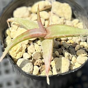 アロエ アクティッシマ var.アクティッシマ Aloe acutissima var. acutissima 国内繁殖苗 多肉植物 