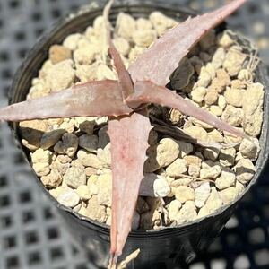 アロエ アクティッシマ グラウカ Aloe acutissima f. glauca カキコ 国内繁殖苗 多肉植物 