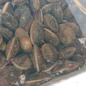 淡水二枚貝の詰め合わせ 30個セット ドブガイ イシガイの画像1