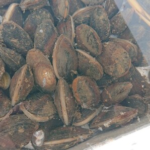 淡水二枚貝の詰め合わせ 30個セット ドブガイ イシガイの画像2