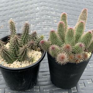 【送料出品者負担】フェルニア2種セット／阿修羅／修羅道／Huernia pilansii／macrocarpa／ピランシー／ガガイモ／多肉植物／3号鉢植えの画像1