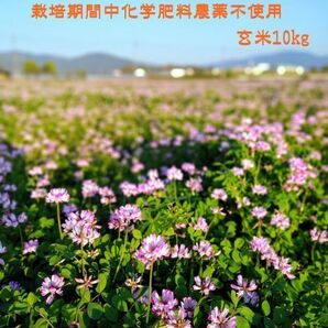 【化学肥料及び農薬不使用（無農薬）】令和5年10月収穫　こだわり緑肥有機栽培　奈良県産ヒノヒカリ玄米10kg 農家直送 　無料精米可