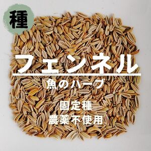 【種】フェンネル　無農薬　50粒