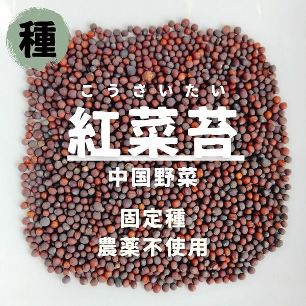 【種】紅菜苔　コウサイタイ　無農薬　80粒