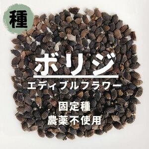 【種】ボリジ（エディブルフラワー用）　無農薬　10粒