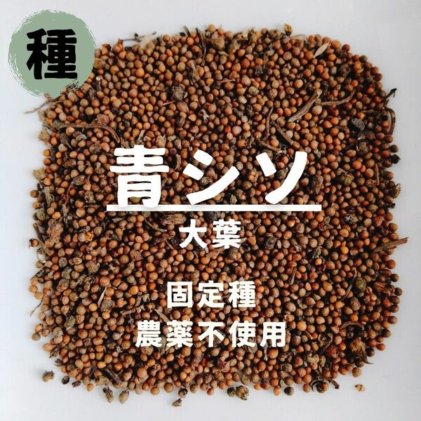 【種】青じそ　大葉　無農薬　600粒