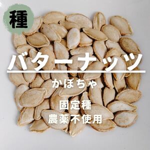 【種】かぼちゃ　バターナッツ　無農薬　7粒