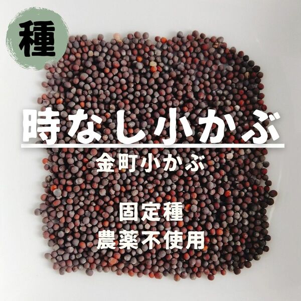 【種】時なし小かぶ　金町小かぶ　無農薬　150粒