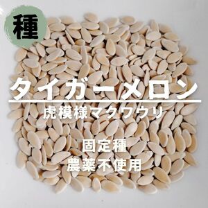 【種】マクワウリ　虎皮タイガーメロン　無農薬　30粒