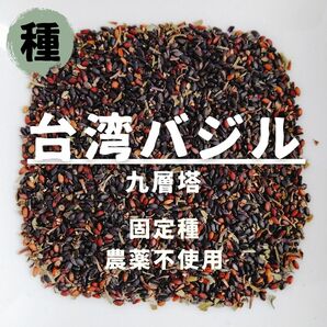 【種】台湾バジル　九層塔　無農薬　150粒