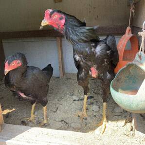長崎産闘鶏 大軍鶏食用有精卵5個の画像1