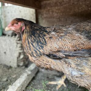 【超貴重】世界最大鶏ブラマ 有精卵 とカラフルなアローカナ有精卵 5個食べ比べの画像1