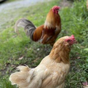 【超貴重】世界最大鶏ブラマ 有精卵 とカラフルなアローカナ有精卵 5個食べ比べの画像4