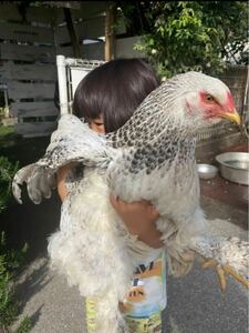 【超貴重】世界最大鶏ブラマ　有精卵　とカラフルなアローカナ有精卵　5個食べ比べ