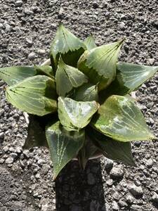 多肉植物 ハオルチア 多肉植物 ハオルチア ハオルシア 大窓 裏般若 