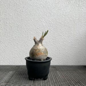 ①Pachypodium gracilius パキポディウム グラキリス　現地球 手乗り 塊根植物 コーデックス 