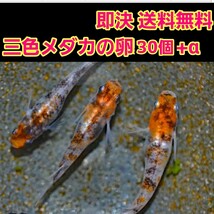 即決《送料無料》　三色　メダカ　卵　30個+α　　　　ブラック ラメ オロチ ダイヤ 楊貴妃 黄金 ダルマ 琥珀 自由研究 3色 黒 みゆき 二色_画像1