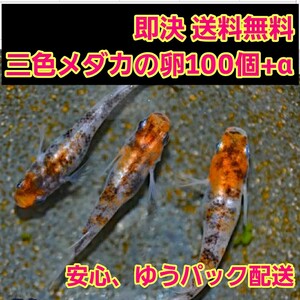 ■ゆうパック配送■ 即決《送料無料》 三色　メダカ 卵 100個+α　ブラック ラメ オロチ ダイヤ 楊貴妃 琥珀 自由研究 3色 黒 みゆき 二色