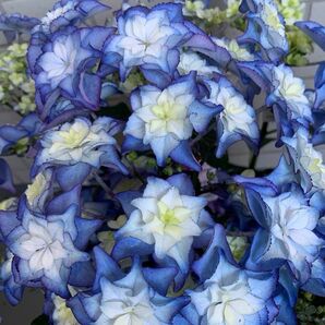 大栄花園さん 画像追加！カサノバ ブルー オマケで挿し穂をつけます