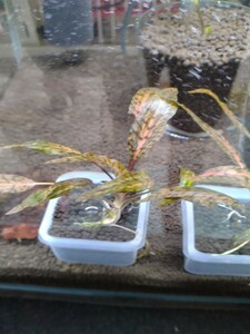  Cryptocoryne pink edge . stock approximately 6.5cm