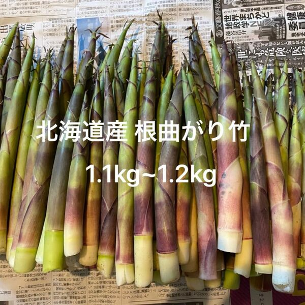 北海道産 天然物 根曲がり竹 1kg