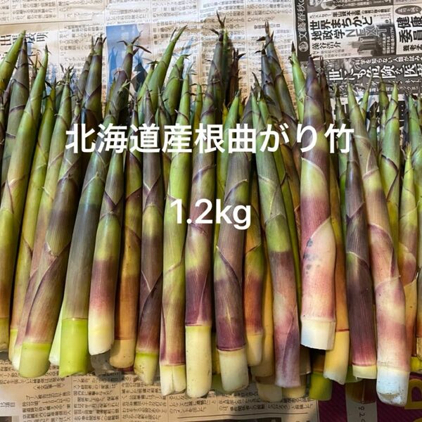 北海道産 天然物 根曲がり竹 1.2kg