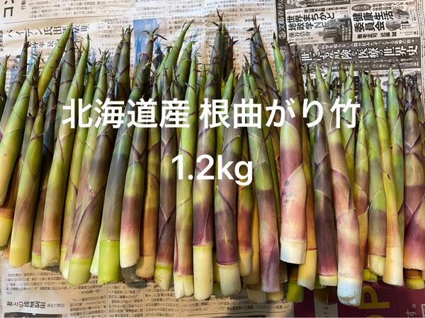 北海道産 天然物 根曲がり竹 1.2kg