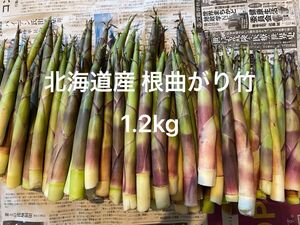 北海道産 天然物 根曲がり竹 1.2kg