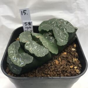 多肉植物 ハオルシア 玉扇　写楽Hyb. FGー5