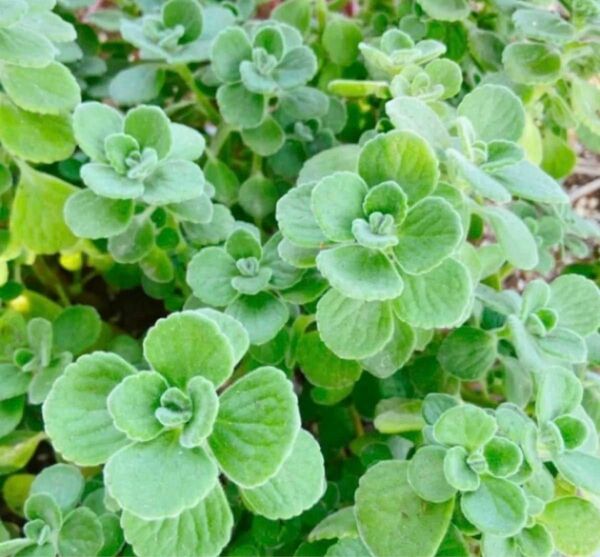 多肉植物☆アロマティカス10ｶｯﾄ苗