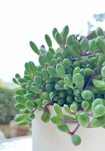 多肉植物☆ルビーネックレスカット苗