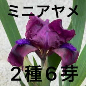 ミニアヤメ？　2種6芽