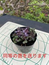 山野草　苗　ニシキゴロモ　開花中　北海道　道南産_画像4