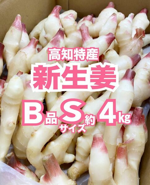 【B品】【Sサイズ】高知特産 新生姜 約4kg しょうが 生姜