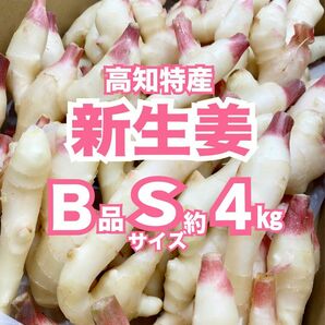 【B品】【Sサイズ】高知特産 新生姜 約4kg しょうが 生姜