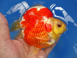  sphere mackerel 1 2022 year Miyazaki .. common carp place production [. fish place is .. ...]