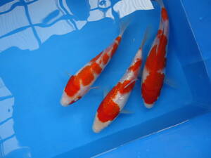 紅白３匹　２　２０２３年宮崎薫養鯉場産　【養魚場はんのじょう】　